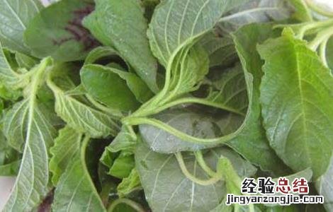 野苋菜孕妇能吃吗早期 野苋菜孕妇能吃吗