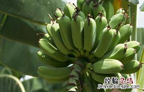 孕妇能吃芭蕉吗早期 孕妇能吃芭蕉吗