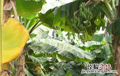 孕妇能吃芭蕉吗早期 孕妇能吃芭蕉吗