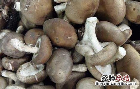 肾炎能吃香菇吗百度百科 肾炎能吃香菇吗