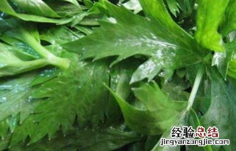 芹菜叶子能吃吗 哺乳期芹菜叶子能吃吗