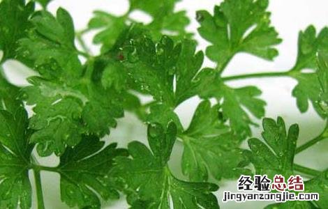 芹菜叶子能吃吗 哺乳期芹菜叶子能吃吗
