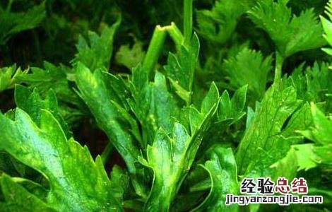 芹菜叶子能吃吗 哺乳期芹菜叶子能吃吗