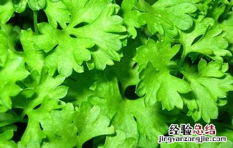 芹菜叶子能吃吗 哺乳期芹菜叶子能吃吗