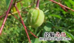 木薯一般蒸多久熟 木薯要蒸多久才熟