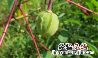 木薯一般蒸多久熟 木薯要蒸多久才熟