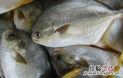 孕妇能吃鲳鱼吗 孕妇能吃鲳鱼吗中期