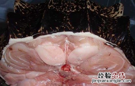 鳄鱼肉能不能吃