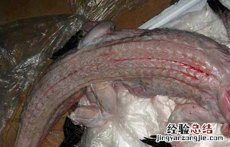 鳄鱼肉能不能吃