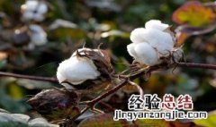 棉花为什么是战略物资 棉花为啥是战略物资