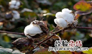 棉花为什么是战略物资 棉花为啥是战略物资