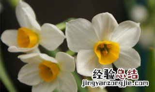 水仙花怎么养殖方法和注意事项 水仙花怎么养殖方法和注意事项