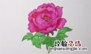 牡丹怎么画 牡丹简笔画教程