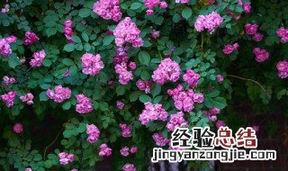 蔷薇的花语是什么? 紫蔷薇的花语是什么