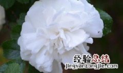 9朵白玫瑰的花语是什么 9朵白玫瑰的花语是什么意思