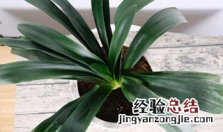 君子兰花语是什么 君子兰的花语和象征