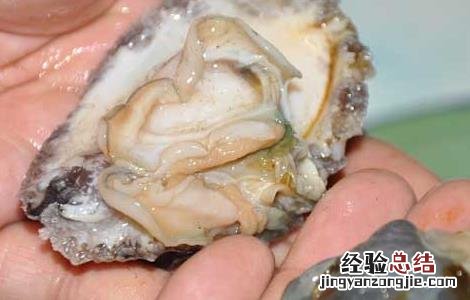 孕妇能吃鲍鱼吗