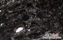 孕妇能吃紫菜吗 孕妇能吃紫菜吗初期