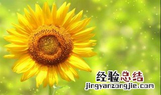 红玫瑰加向日葵花语是什么意思 向日葵花语是什么意思