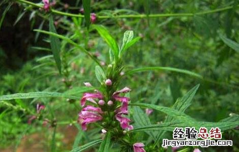 益母草能长期吃吗 益母草能长期吃吗女性