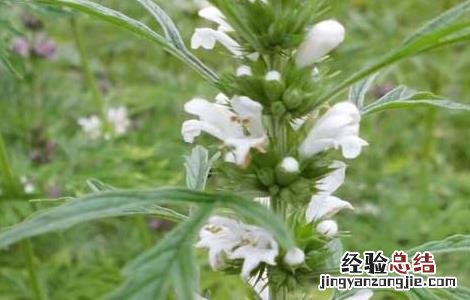 益母草能长期吃吗 益母草能长期吃吗女性