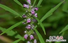 益母草能长期吃吗 益母草能长期吃吗女性