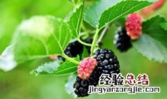 桑葚的食用方法 如何食用桑葚