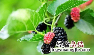桑葚的食用方法 如何食用桑葚