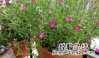满天星怎么养 这些工作一定要做好