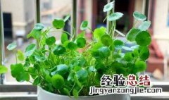 铜钱草怎么养 需要注意些什么