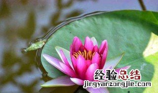 睡莲怎么养 方法简单现在教给你