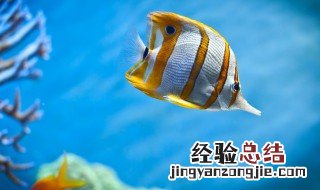 热带鱼怎么养 养鱼必备的六个技能