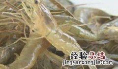 河虾怎么抓 下面是捉河虾的经验