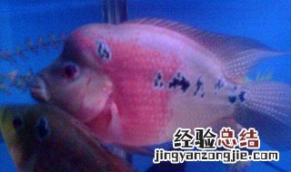 罗汉鱼怎么养 罗汉鱼的养殖方法