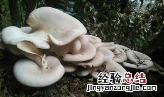 平菇是发物吗 平菇是否属于发物