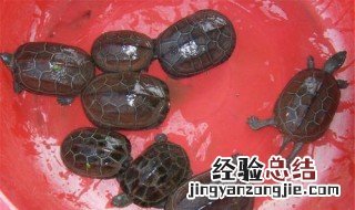 草龟怎么养 跟大家聊聊