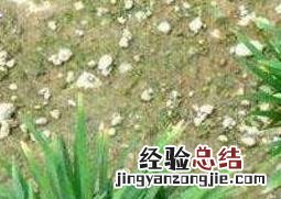 玉龙草和麦冬草的区别 玉龙草和麦冬的功效与作用