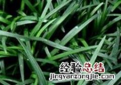 玉龙草的功效与作用 玉龙草的功效与作用及禁忌