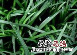 玉龙草的功效与作用 玉龙草的功效与作用及禁忌