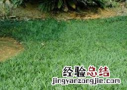 玉龙草的功效与作用 玉龙草的功效与作用及禁忌