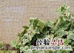 银边常春藤的养殖方法 金边常春藤的养殖方法和养殖技巧