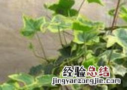 银边常春藤的养殖方法 金边常春藤的养殖方法和养殖技巧