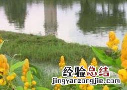 翅荚决明果实 翅荚决明的功效与作用