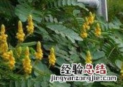 翅荚决明果实 翅荚决明的功效与作用
