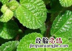 皱叶冷水花会开花吗 皱叶冷水花的叶子为什么黄了