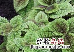 皱叶冷水花会开花吗 皱叶冷水花的叶子为什么黄了