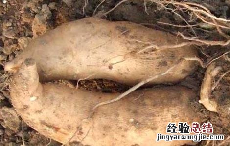 哪些人不宜吃雪莲果 哪些人不能吃雪莲果
