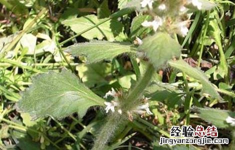 孕妇能吃夏枯草吗? 孕妇能吃夏枯草吗