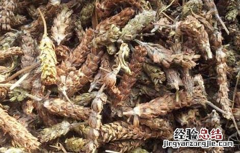 孕妇能吃夏枯草吗? 孕妇能吃夏枯草吗