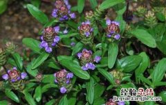 孕妇能吃夏枯草吗? 孕妇能吃夏枯草吗